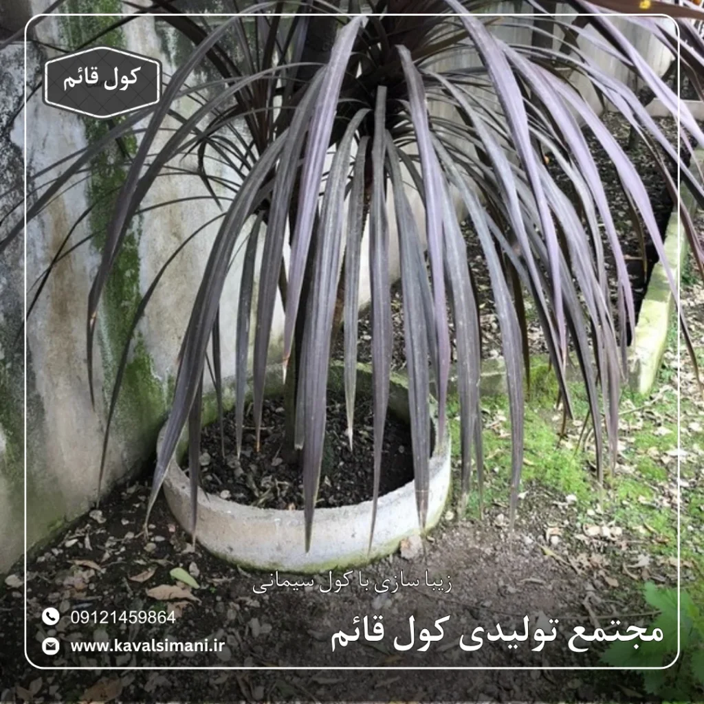 کول دور درخت